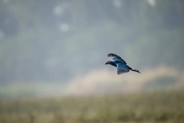 Grey hooded swamp hen Flying