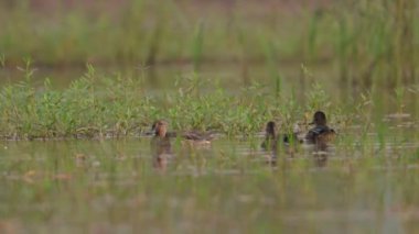 suda yüzen ördekler 