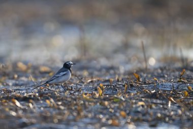 Sabahları Wetland 'da Wagtail Bird