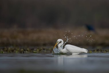 Lakeside 'da balıkçılık yapıyor. 