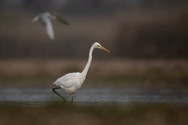 Lakeside 'da balıkçılık yapıyor. 