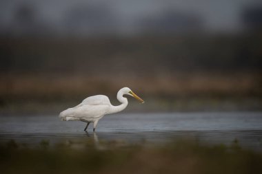 Lakeside 'da balıkçılık yapıyor. 