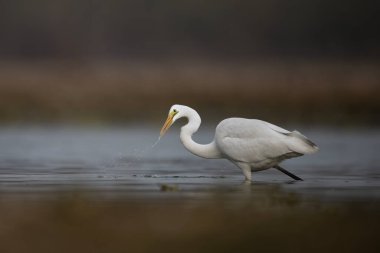 Lakeside 'da balıkçılık yapıyor. 