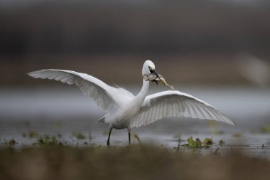 vahşi doğada büyük ak balıkçıl