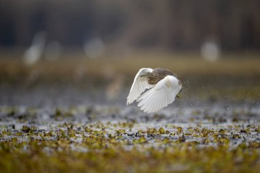 beyaz balıkçıl (buotta alba )