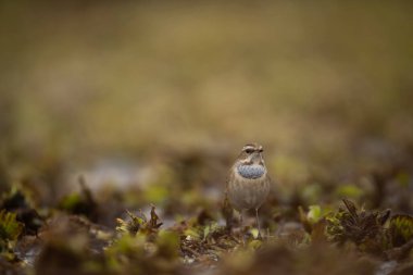 Ormandaki küçük bir kuş.