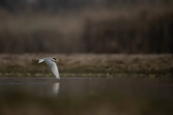 Μεγάλη Egret Πετώντας Πάνω Από Λίμνη — Φωτογραφία Αρχείου