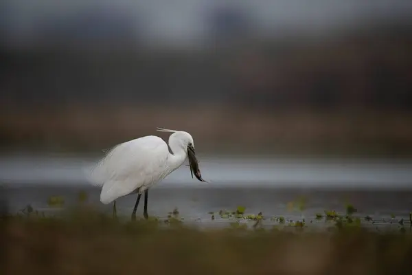 Grande Egret Branco Ardea Alba Natureza — Fotografia de Stock