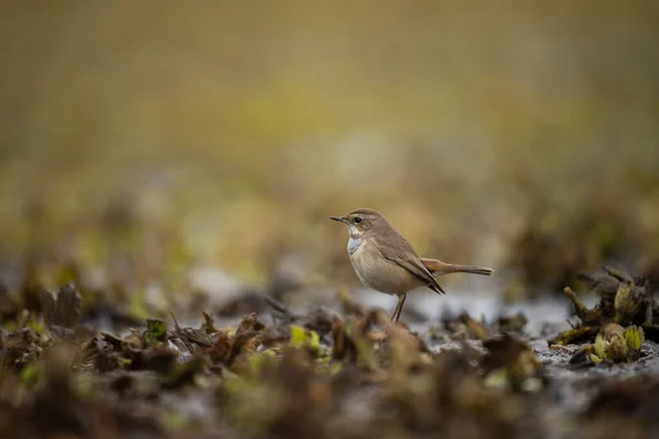 little bird. natural background. nature. bird : eurasian curcurcurcurlus