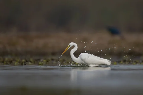 Ele Grande Pesca Egret Lakeside Fotografia De Stock