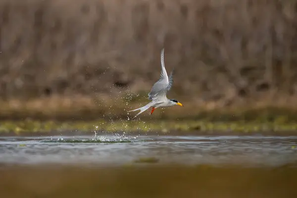 River Tern Hunting Lake lizenzfreie Stockbilder