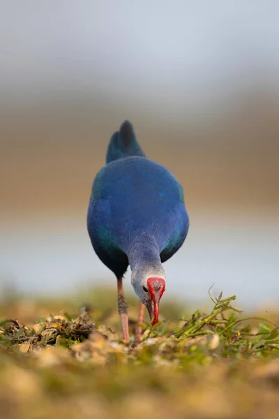 Porträt Eines Blauen Vogels Stockbild