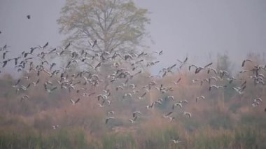 Çubuk başlı kaz sürüsü