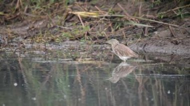 Hintli balıkçıl göleti 