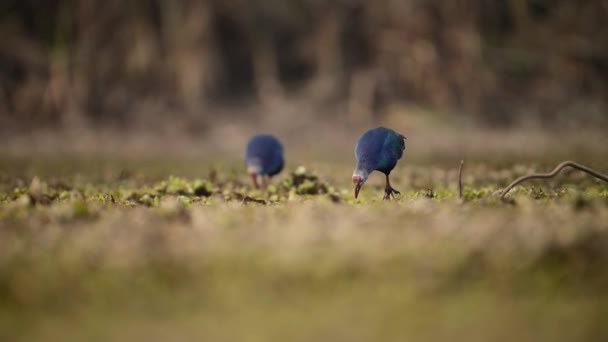 Grijze Swamphen Met Capuchon Wetland — Stockvideo