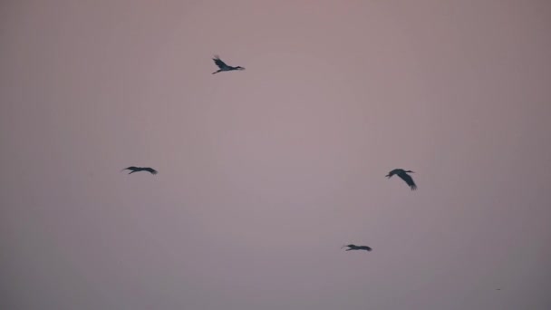Cigüeñas Negras Volando Por Mañana — Vídeos de Stock