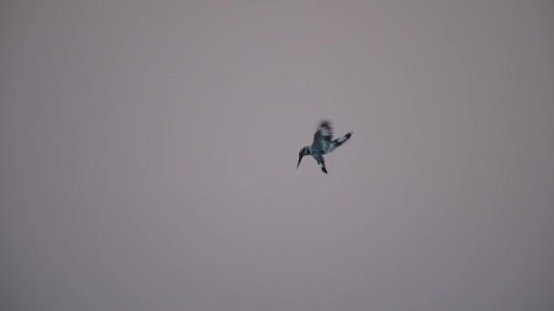 Pied Kingfisher Небі — стокове відео
