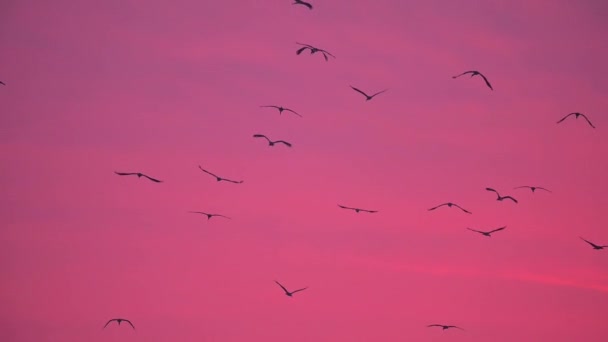 Зграя Птахів Небі — стокове відео