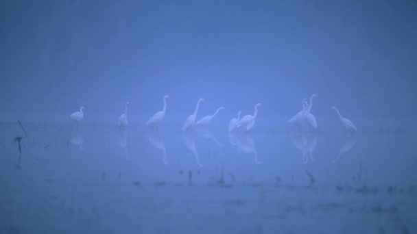 Den Stora Egrets Flod Jagar Dimmig Morgon — Stockvideo