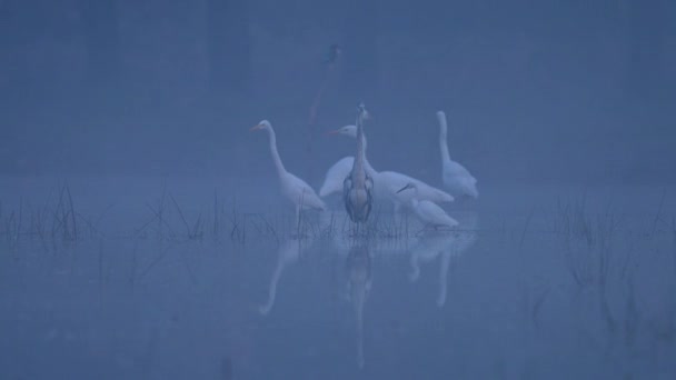 Kudde Van Grote Egrets Jagen Mistige Ochtend — Stockvideo