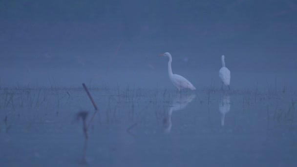 아침에 Egret — 비디오