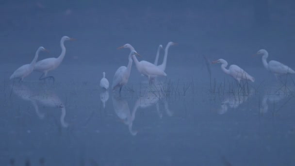 霧の朝に狩る偉大なイグレッツの群れ — ストック動画