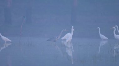 Büyük balıkçıl (ardea alba), kuş, sudaki balıkçıl