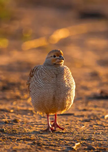 Nahaufnahme Eines Niedlichen Vogels Park lizenzfreie Stockfotos