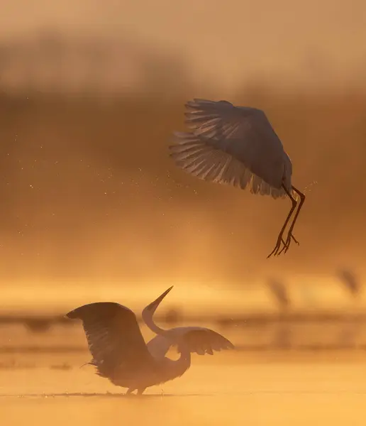 Pássaros Lutando Lago Sunrise Imagens Royalty-Free