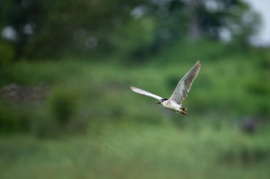 Gece Balıkçıl Kuş Uçuşu 