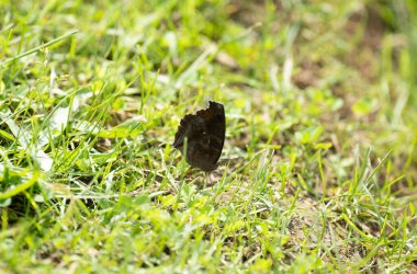 Çikolatalı nonoş Kelebek Yerde