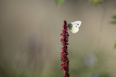 Meadows 'daki güzel Kelebek