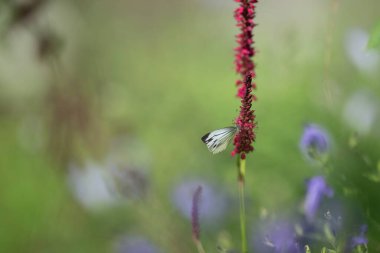 Meadows 'daki güzel Kelebek