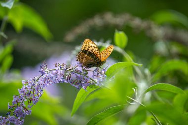 Büyük Gümüş çizgili Kelebek Çiçekle besleniyor 