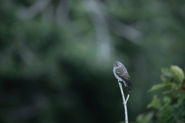Karanlık yüzlü sinekkapan, Muscicapa sibirica