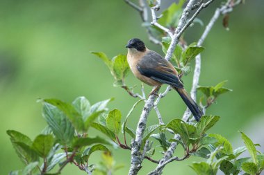 Ormanda rufous sibia (Heterophasia capistrata)