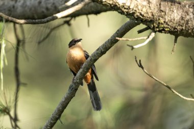 Ormanda rufous sibia (Heterophasia capistrata)