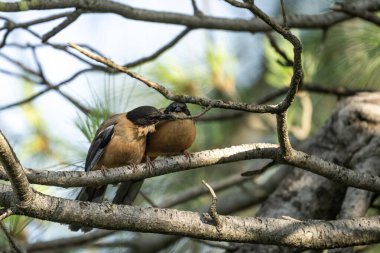 Ormanda rufous sibia (Heterophasia capistrata)