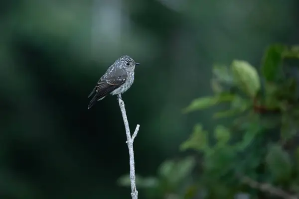 stock image Dark-sided flycatcher ,Muscicapa sibirica