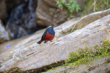 White capped RedStart Bird on Rock  clipart