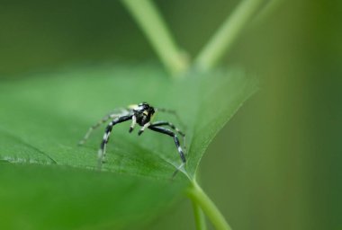 Zıplayan Örümcek (Phthe loides versicolor)