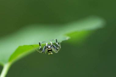 Zıplayan Örümcek (Phthe loides versicolor)