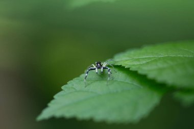 Multi-Coloured Phintella (Phintelloides versicolor) jumping Spider clipart