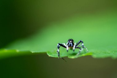 Zıplayan Örümcek (Phthe loides versicolor)