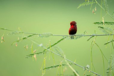 Red avadavat, munia or strawberry finch (Amandava amandava)