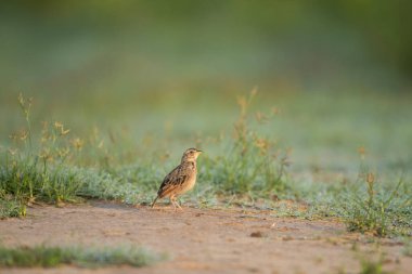 bir çim üzerinde kuş