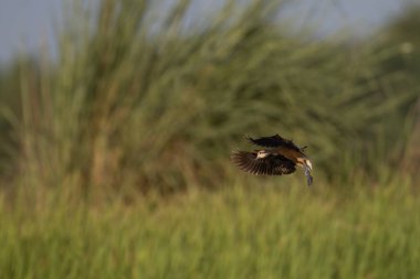Koyu kanatlı kahverengi bir ördek uçuşun ortasında, kanatları açık, bulanık yeşil bir arka plana karşı.
