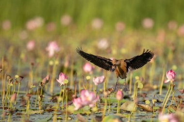 Koyu kanatlı kahverengi bir ördek uçuşun ortasında, kanatları açık, bulanık yeşil bir arka plana karşı.