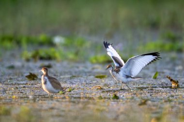  Sülün kuyruklu Jacana kuşu yeşil bir bataklıkta yüzer, vücudu kısmen suya batar. Su sakindir ve güneş ışığını yansıtır. Işıl ışıl bir etki yaratır..
