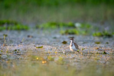  Pheasant tailed jacana bird swims through a green marsh, its body partially submerged. The water is calm and reflects the sunlight, creating a shimmering effect. clipart